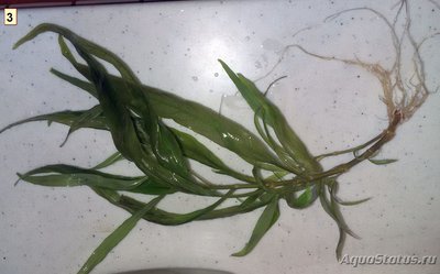 Опознание аквариумных растений