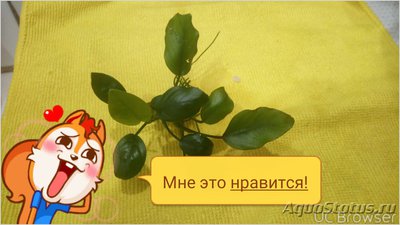 Опознание аквариумных растений