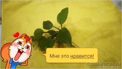 Опознание аквариумных растений