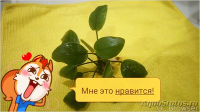 Опознание аквариумных растений