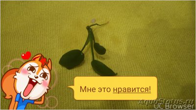 Опознание аквариумных растений