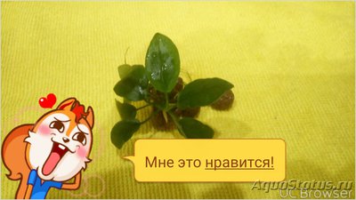 Опознание аквариумных растений