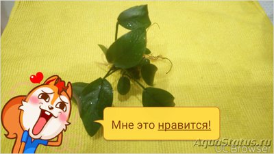 Опознание аквариумных растений