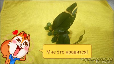 Опознание аквариумных растений