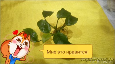 Опознание аквариумных растений