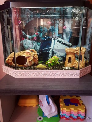Умирают рыбки в аквариуме