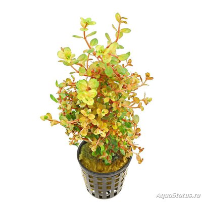 Ротала круглолистная 'Апельсиновый сок' (Rotala rotundifolia 'Orange Juice')