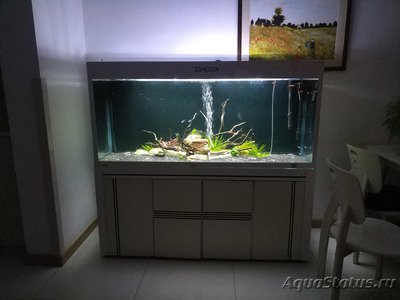 Фото Мой Слишком амбициозный аквариумный проект 350л waswaswas84  (photo#98504)