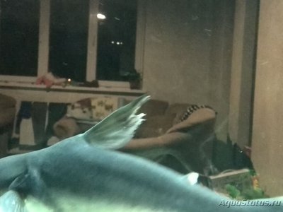 Определите болезнь сомов
