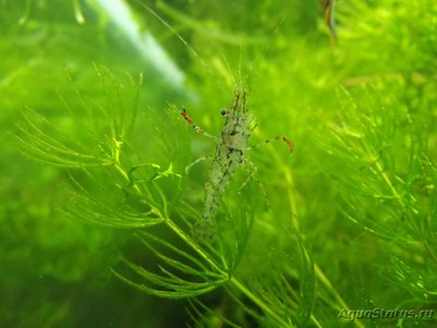 Фото Стеклянная креветка Palaemonetes paludosus, Ghost Shrimp, Glass Shrimp  (photo#98584)
