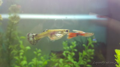 Мой аквариум JUWEL LIDO 120l LED (Натулька) 