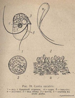 Фото Костиоз или Ихтиободоз Costiosis или Ichthyobodosis . (photo#99103)